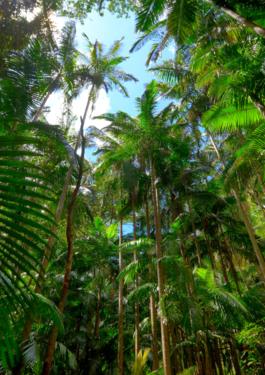 Rainforest Alliance Certifikace - Bureau Veritas